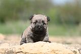 CAIRN TERRIER 172